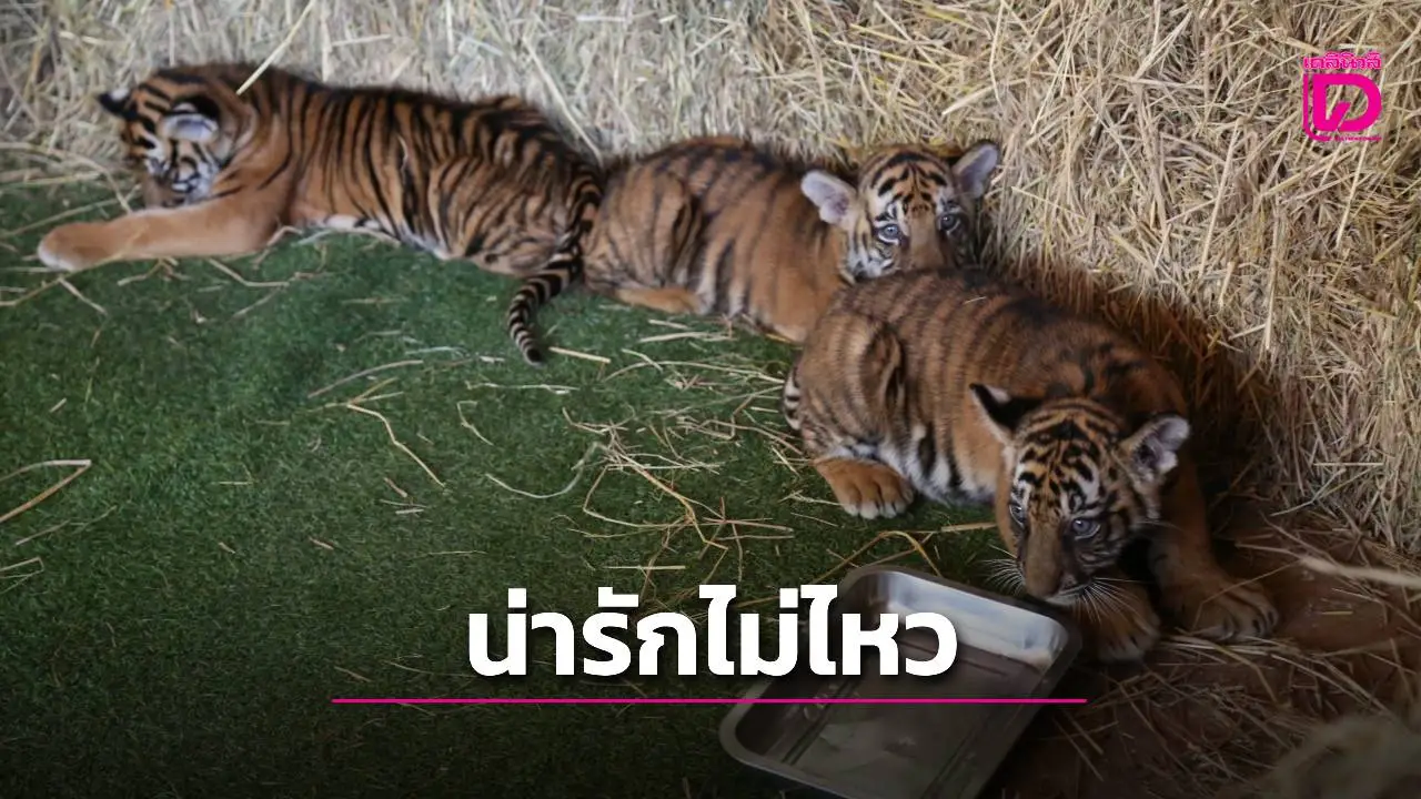 สวนสัตว์โคราชเปิดตัวสมาชิกใหม่ แก๊ง 3 ข้าว ‘ลูกเสือเบงกอล’ สุดน่ารัก