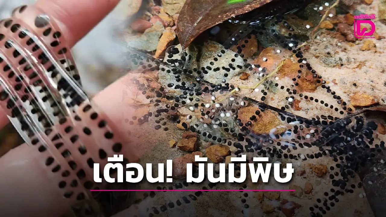 อันตราย! นักท่องเที่ยวเจอ ‘ไข่ประหลาด’ ในน้ำตก ชาวเน็ตรีบเฉลยทำช็อก