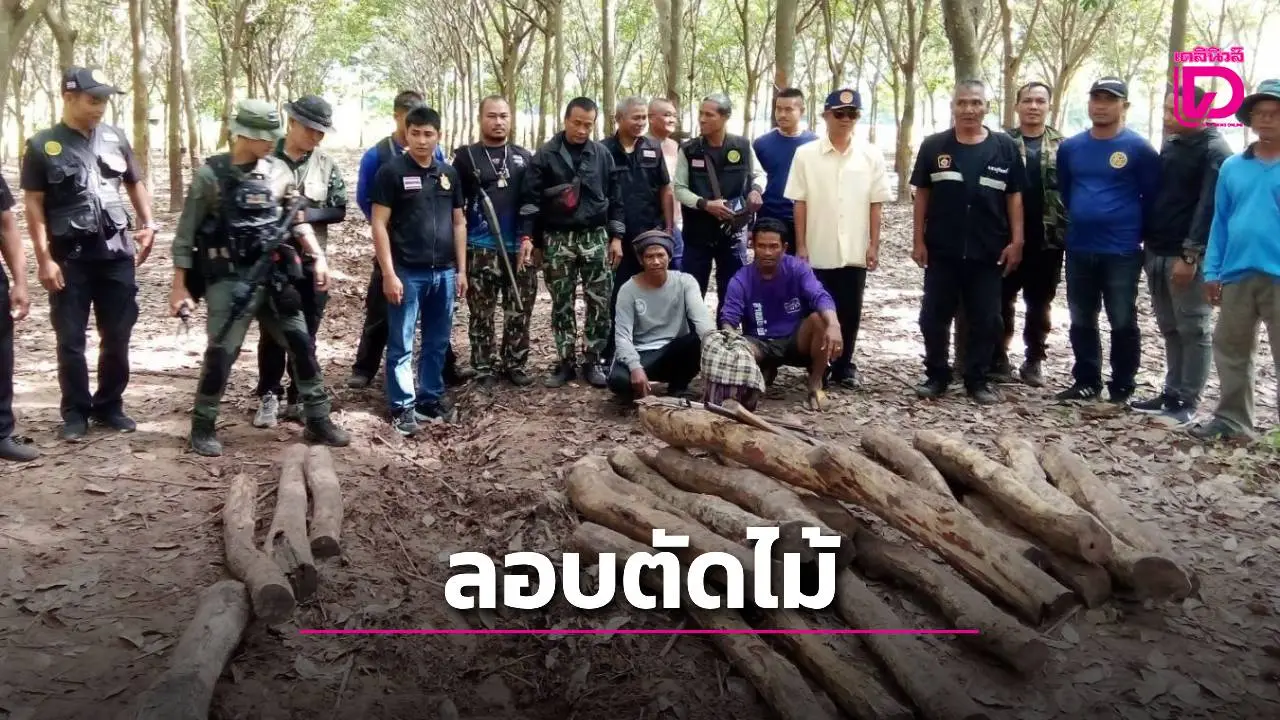 สะเทือนใจ! รวบแก๊งตัดไม้หวงห้าม ชิงชัน-พะยูงกลางสวนยาง ยึดอื้อ 26 ท่อน มูลค่ากว่า 2.5 แสน