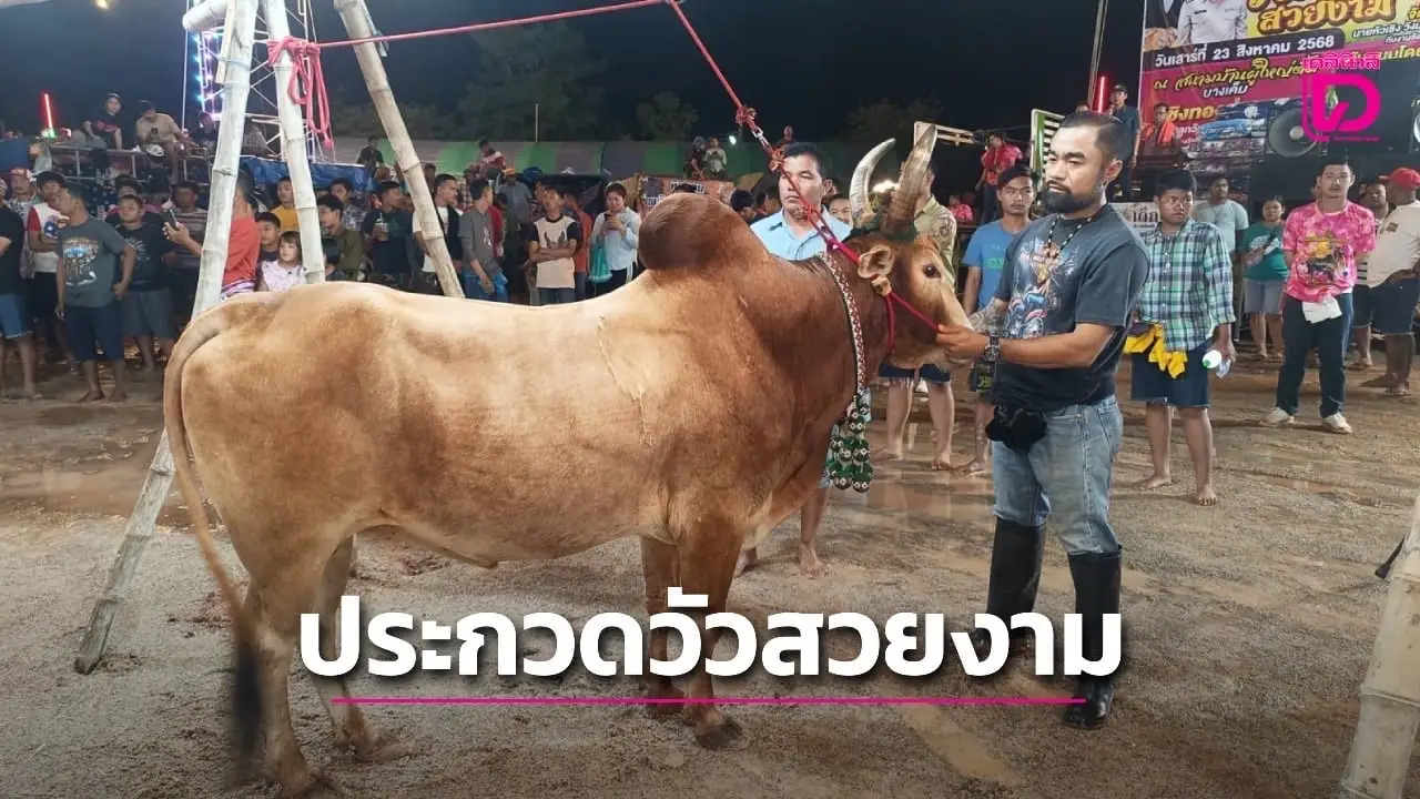 ชาวบ้านชุมชนวังมะนาว จัดประกวดวัวพันธุ์ไทยสวยงาม สืบสานประเพณี แลกเปลี่ยนความรู้