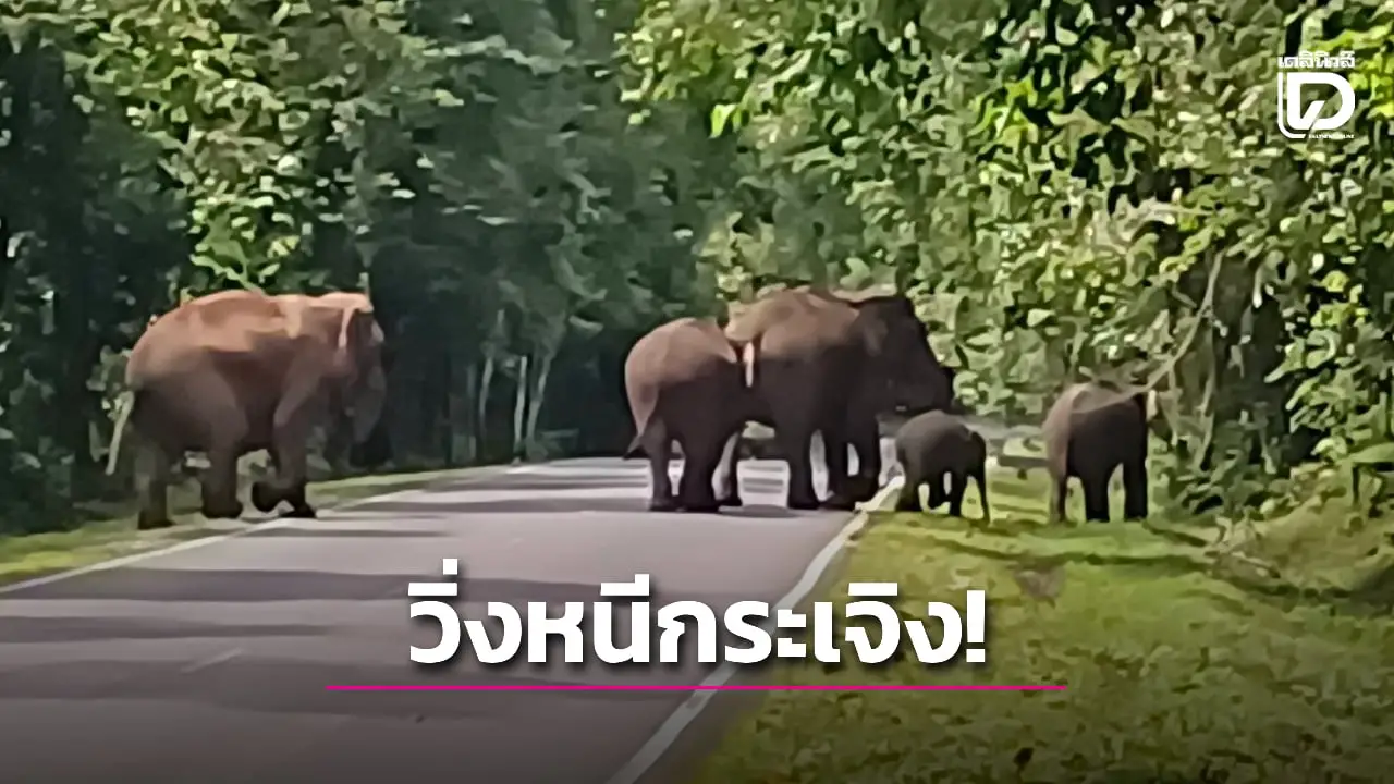 โขลงช้างป่าแม่ด้วนนับสิบแตกฝูง ไล่ 2 นักท่องเที่ยวทิ้งรถวิ่งหนีเข้าป่ากระเจิง!