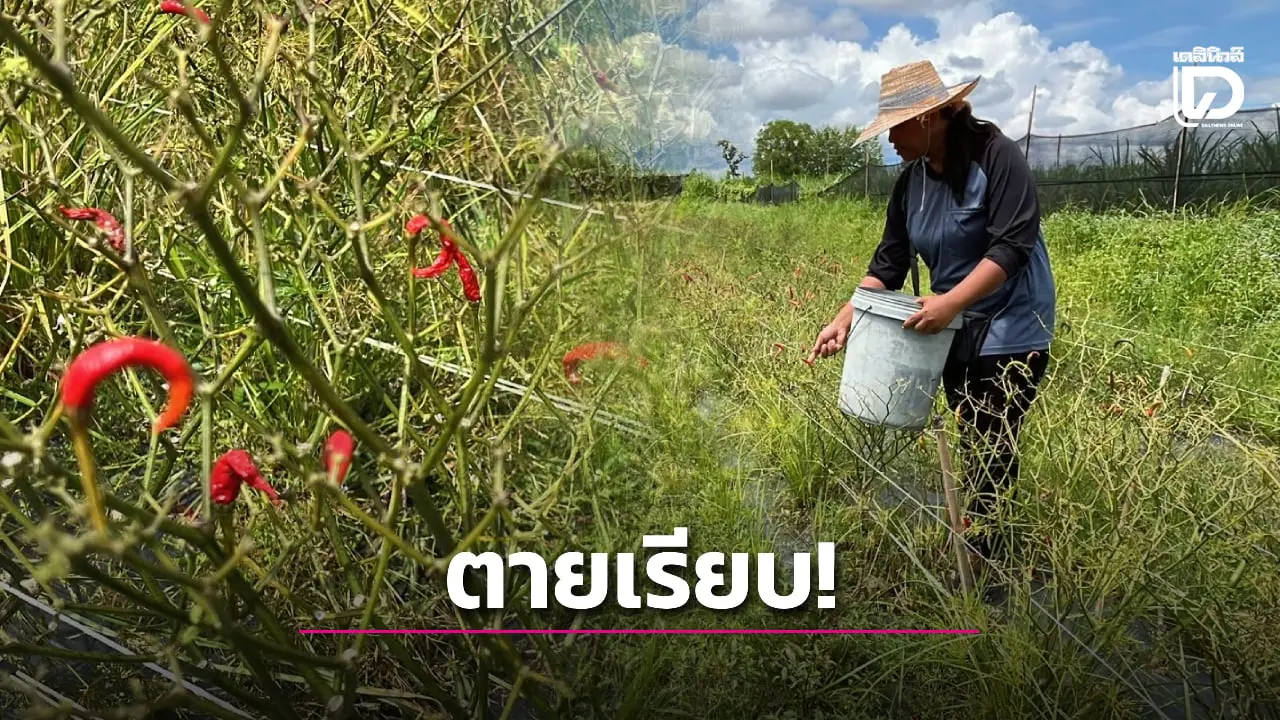เกษตรกรสวนพริกโอด อพยพหนีตาย 15 วัน กลับมาพริกตายเรียบ ขาดทุนย่อยยับ!