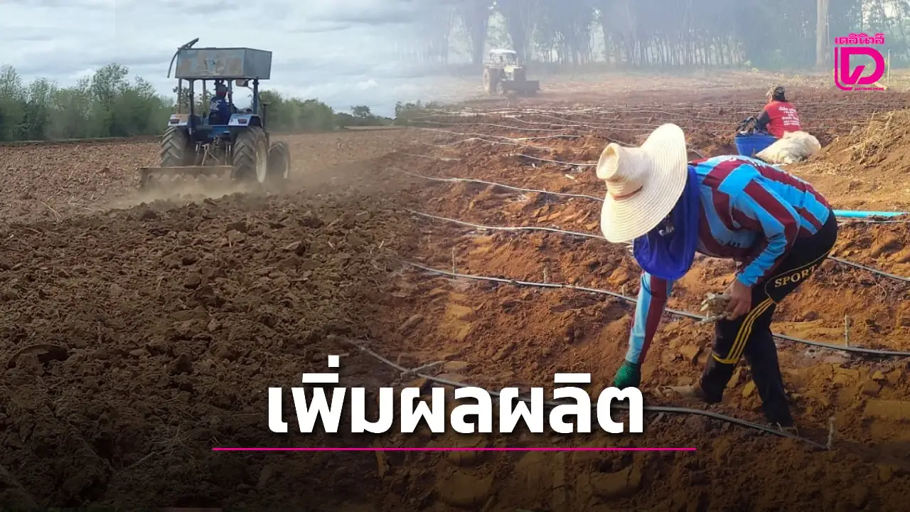 กรมส่งเสริมการเกษตร แนะวิธีปรับปรุงดินปลูก ‘มันสำปะหลัง’ เพิ่มผลผลิต