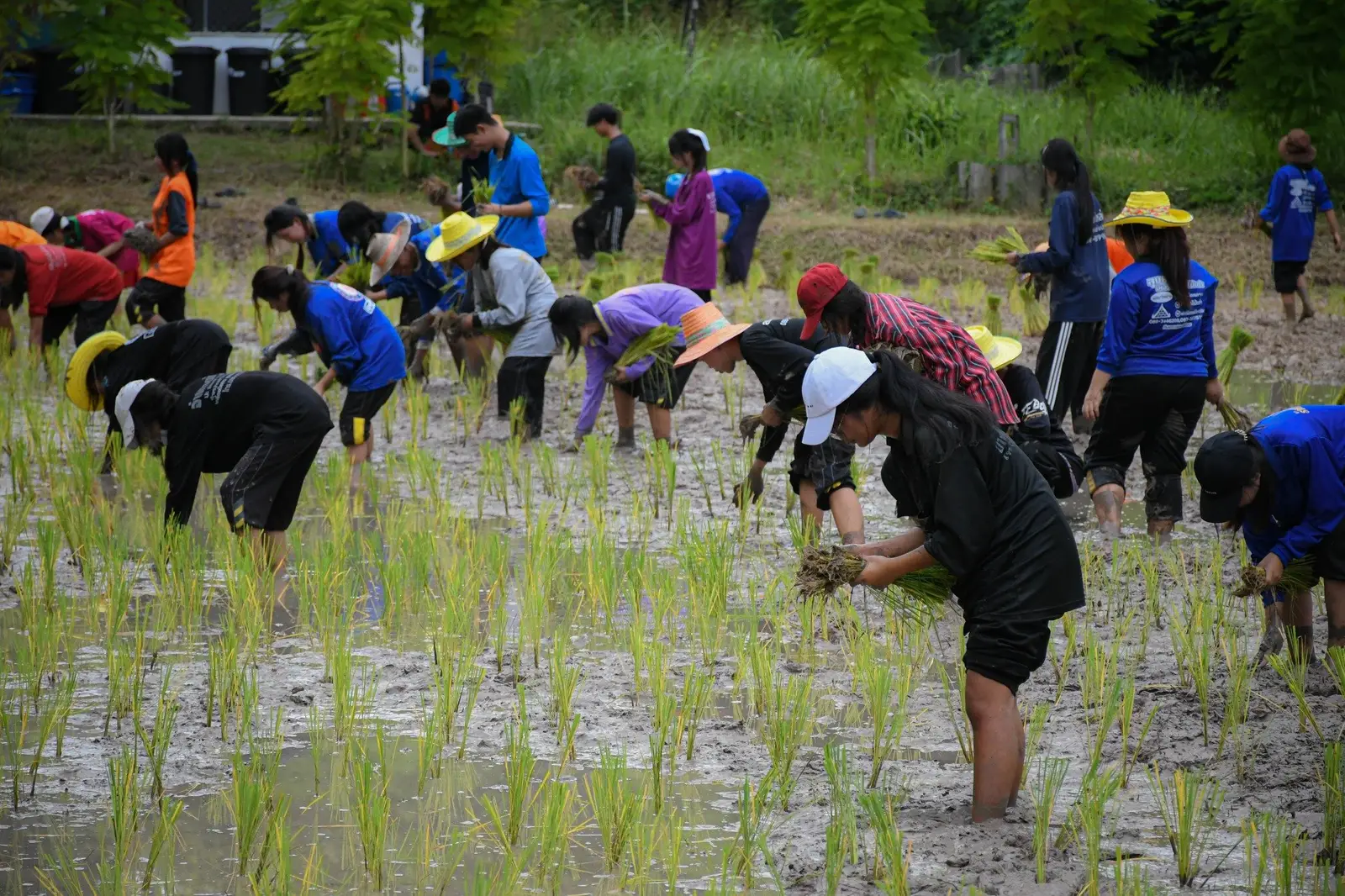 รร.ไพศาลพิทยาคม จัดกิจกรรม 'ดำวันแม่ เกี่ยววันพ่อ' สืบสานปรัชญาเศรษฐกิจพอเพียง