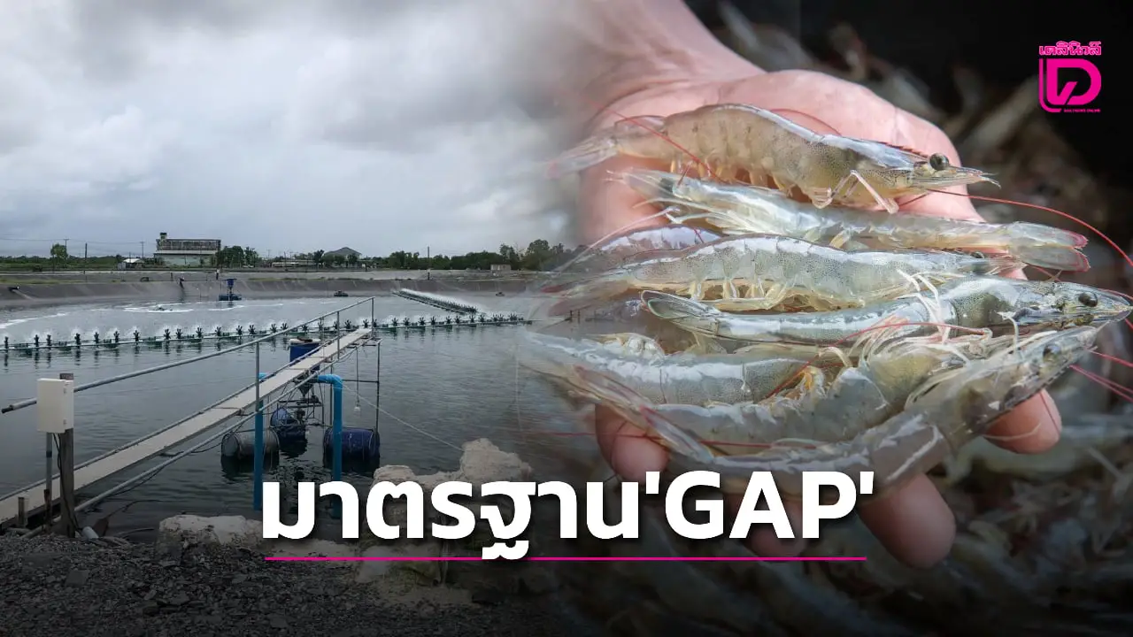 สศก.ชี้ เกษตรกรมหาชัยกว่า40% ได้มาตรฐานGAP ดัน’กุ้งแวนนาไม’ส่งออก