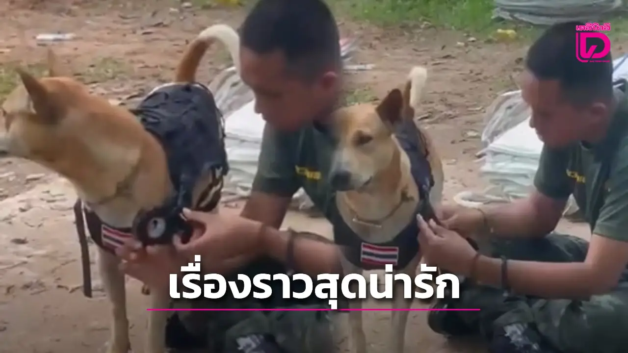 เรื่องราวสุดประทับใจ! ‘จ่าจ๊อด’ หมานักรบปราสาทตาเมือนธม ได้รับเสื้อเกราะ-ติดยศ