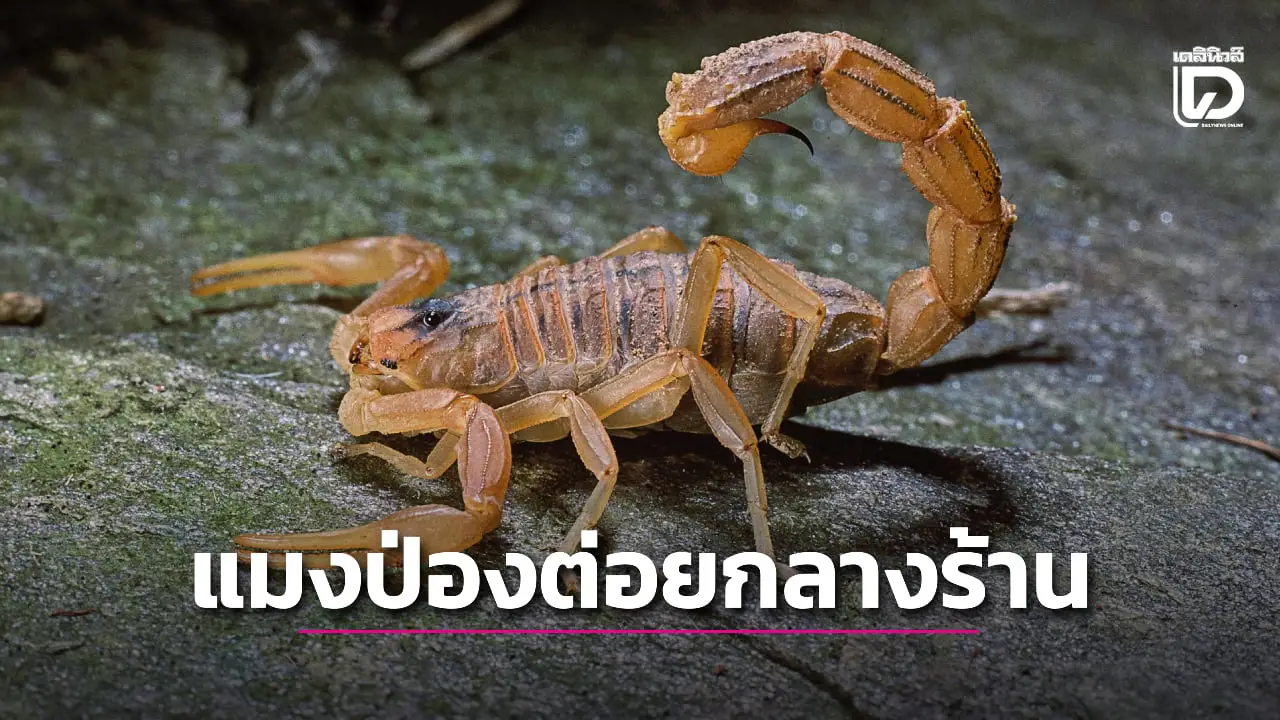 นักศึกษาสาวโดนแมงป่องต่อยในห้องลองเสื้อแบรนด์ดัง ต้องหามส่งโรงพยาบาล