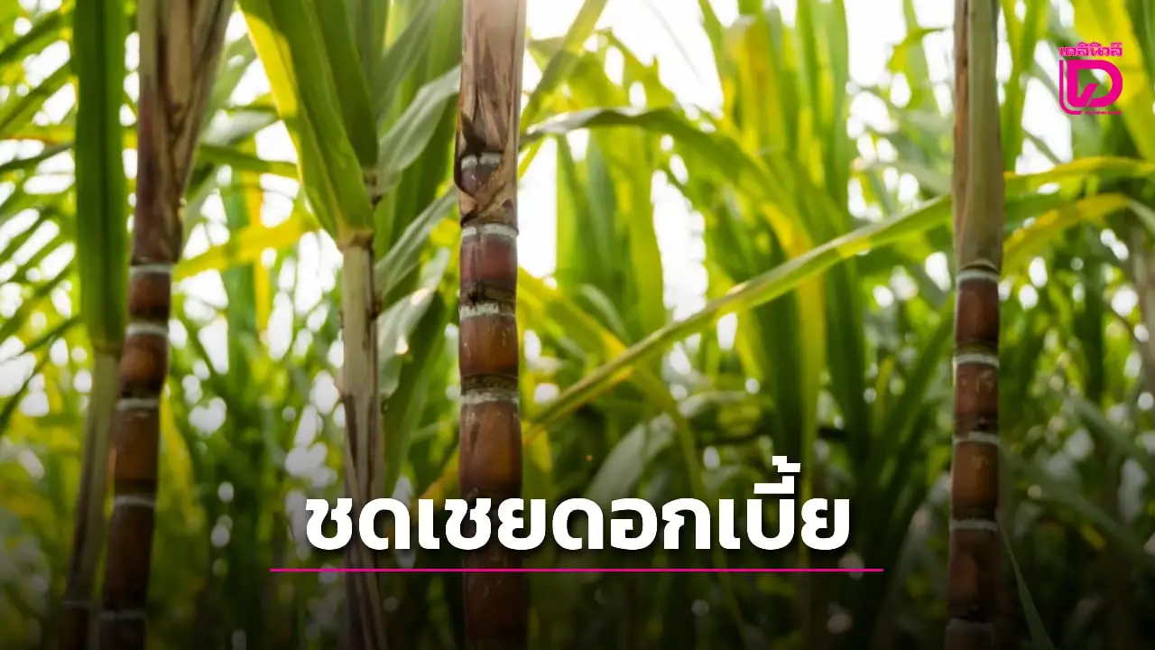 ครม.เห็นชอบชดเชยดอกเบี้ยชาวไร่อ้อย จัดการแหล่งน้ำ ซื้อเครื่องจักร