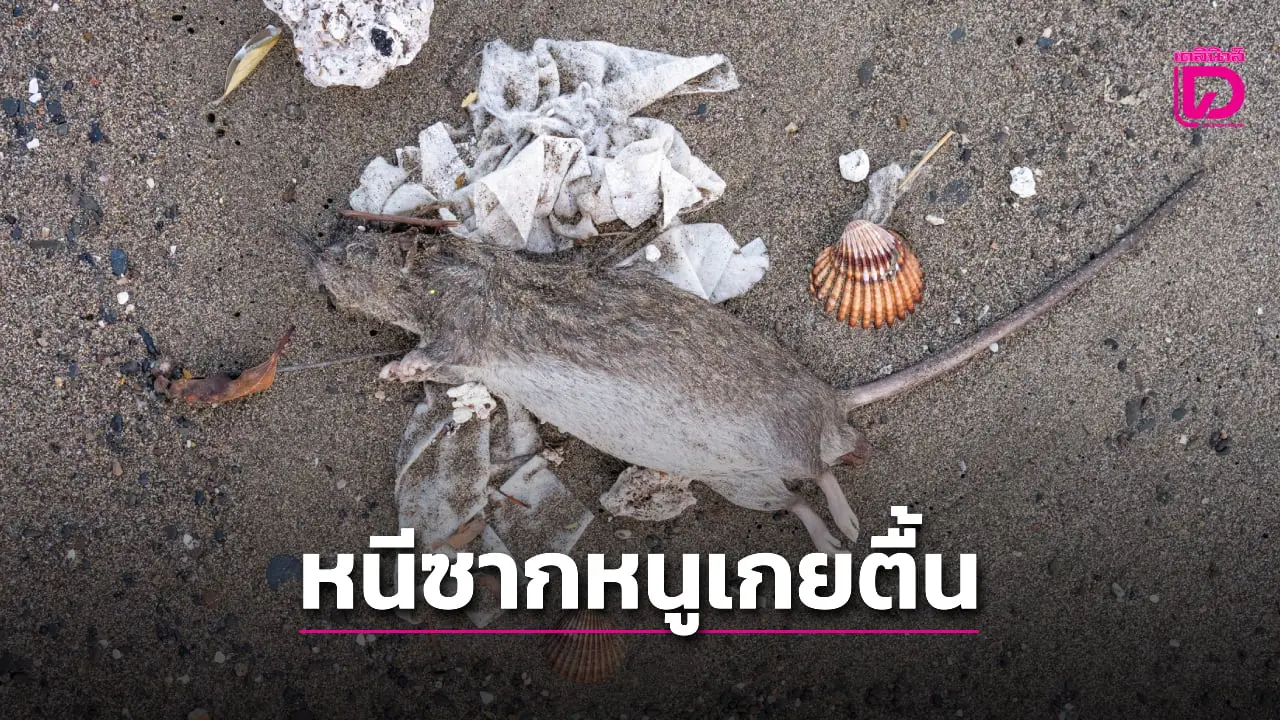 ขนลุก! นักท่องเที่ยวหาดดังในอิตาลีหนีกระเจิงหลังเจอซากหนูตายลอยเข้าฝั่งเป็นฝูง
