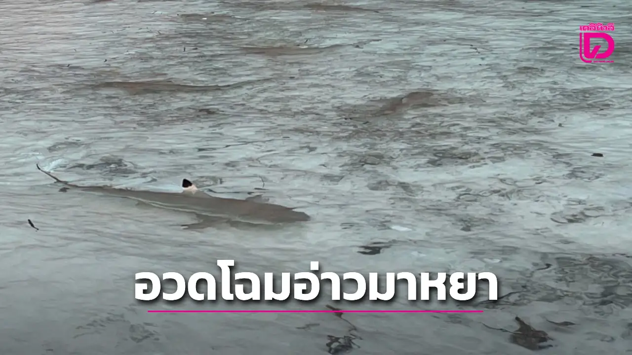 ตื่นตา! 'ฉลามครีบดำ' โผล่อวดโฉม หากินชายหาดอ่าวมาหยานับร้อยตัว