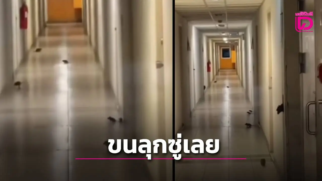 'กองทัพหนูบุกคอนโดย่านรังสิต! ลูกบ้านผวา ห้องพักกลายเป็นคุกขังตัวเอง'