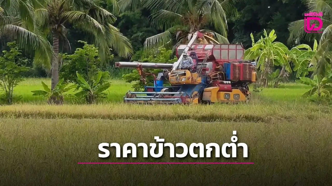 ราคาข้าวตกต่ำ! ชาวนาอุทัยธานีโอด ขาดทุนยับ วอนรัฐบาลใหม่เร่งช่วย
