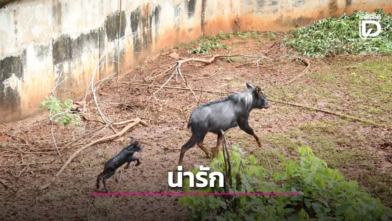 ข่าวดีสวนสัตว์โคราช! ได้สมาชิกใหม่ 'น้องกริพเพ่น' ลูกเลียงผาสัตว์หายากใกล้สูญพันธุ์