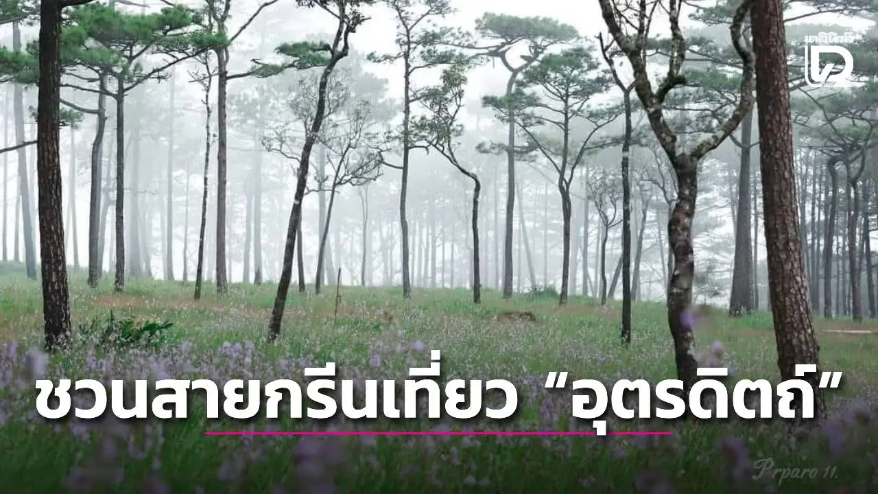 ชวนสายกรีนเที่ยว 'อุตรดิตถ์' ชมดอกหงอนนาค ชิมลางสาด-ลองกอง