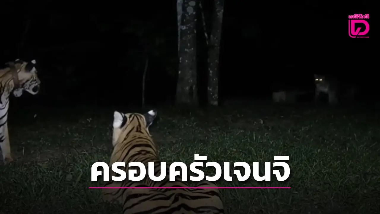 ว้าว! ที่แท้ครอบครัวเจนจิ ‘เสือโคร่ง’ 3 ตัว นอนเล่นกลางดึกสถานีวิจัยสัตว์ป่าเขานางรำ
