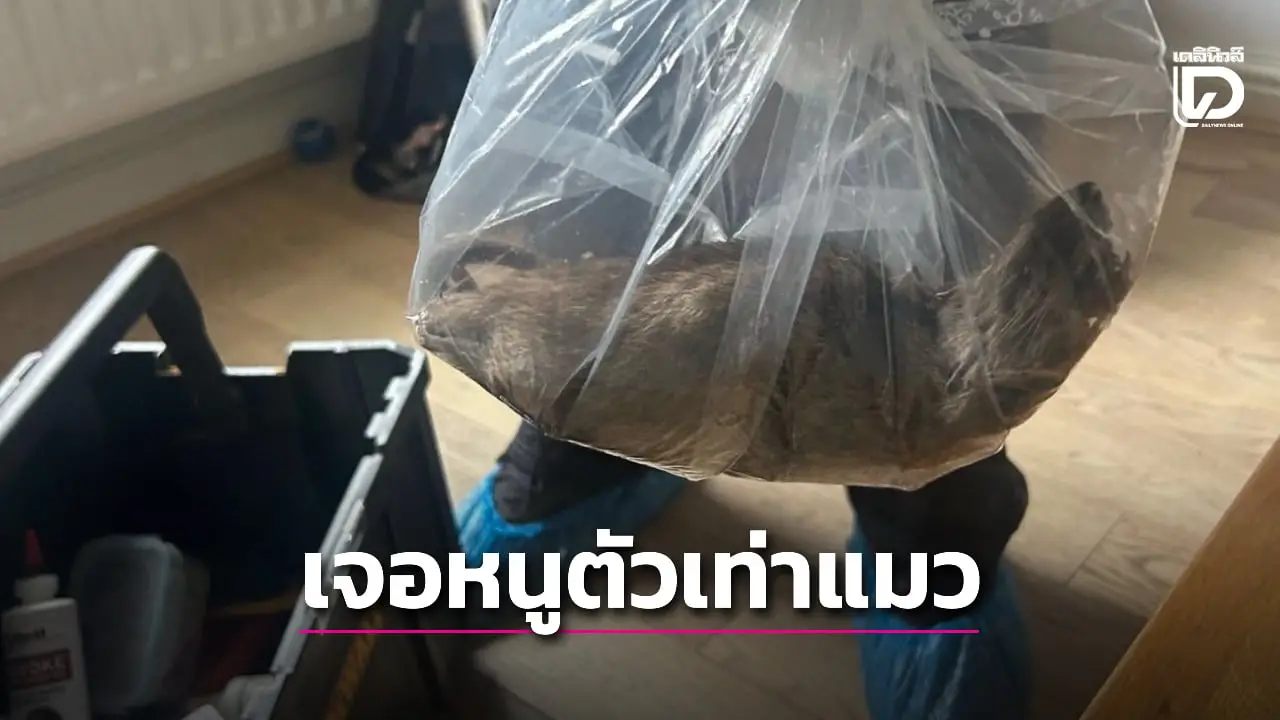 ตะลึง! เจ้าหน้าที่พบหนู 'ตัวใหญ่เท่าแมว' ในบ้านประชาชน ชี้พื้นที่เสี่ยงปัญหาหนูระบาด