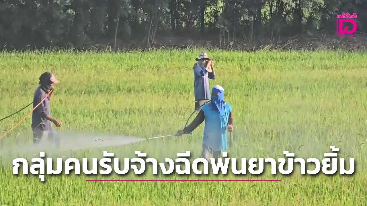 กลุ่มคนรับจ้างฉีดพ่นยาข้าวยิ้มหลังโดรนการเกษตรถูกสั่งห้ามบินเพื่อความมั่นคงของชาติ