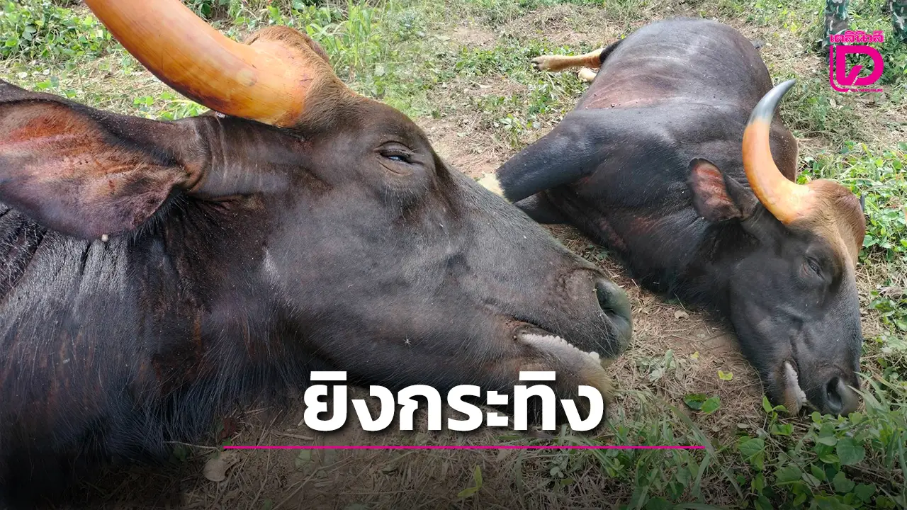 ใจอำมหิต! พบ ‘กระทิง’ แก่งกระจาน ถูกยิงนอนตายในแปลงทำกินชาวบ้าน เร่งล่าตัวพรานทมิฬ