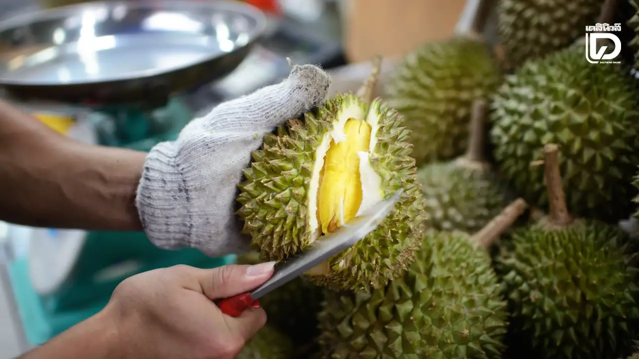 จีนเดินหน้าปลูกทุเรียนในท้องถิ่น ใช้เทคโนโลยีขั้นสูงเป็นตัวช่วย