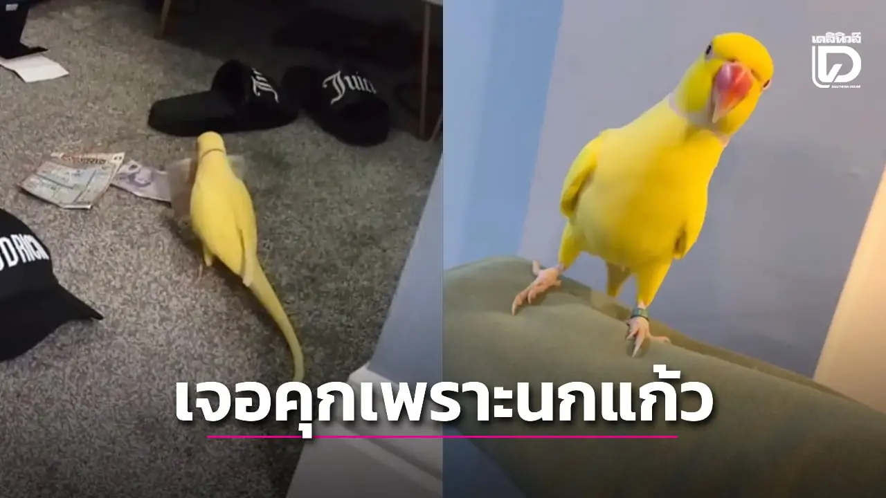 นกแก้วปากดี แฉเจ้าของนักค้ายา ชี้ช่องให้ตำรวจรวบตัวยกแก๊ง