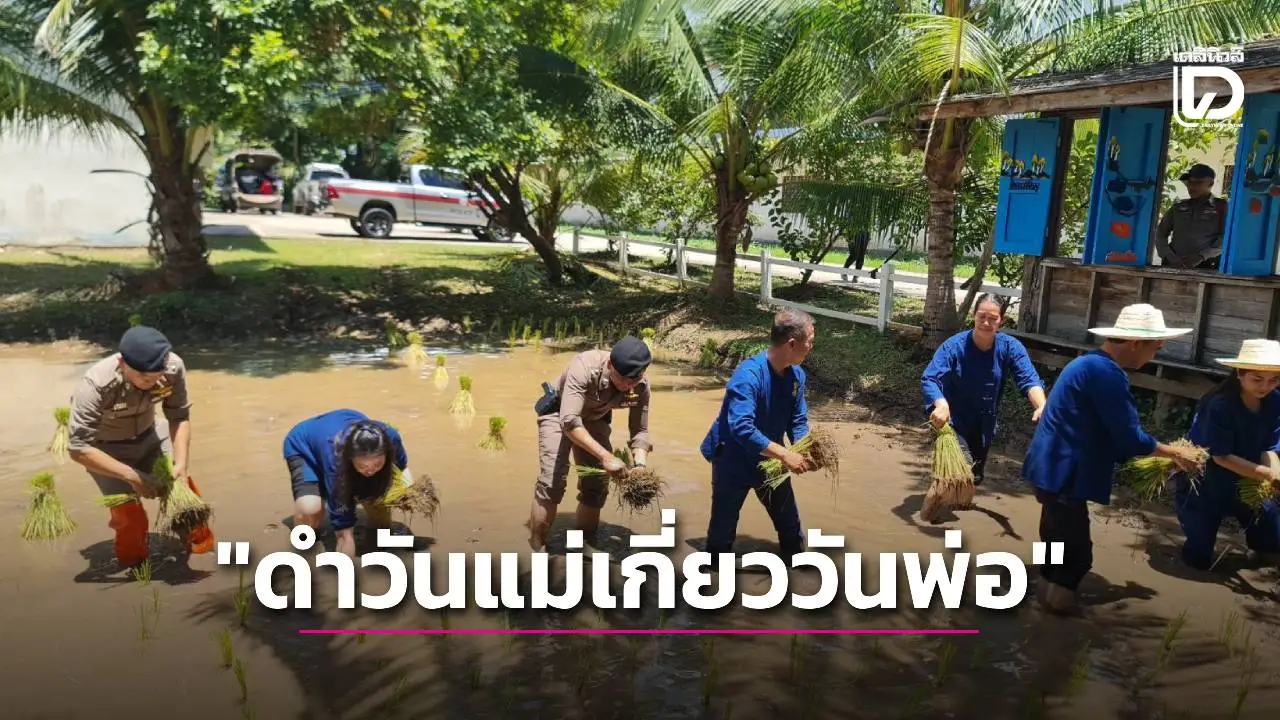 นอภ.คินสาร นำลงแขกดำนา 'ดำวันแม่เกี่ยววันพ่อ' โรงเรียนโนนคูณวิทยาคาร รัชมังคลาภิเษก ปีที่ 15