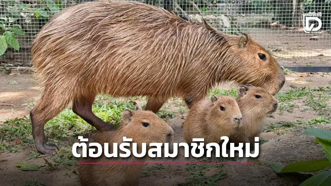 สวนสัตว์เปิดเขาเขียวต้อนรับสมาชิกใหม่ 'ลูกคาปิบารา' 3 ตัวสุดคิวต์ เตรียมตั้งชื่อเร็ว ๆ นี้ รับวันแม่แห่งชาติ เด็กเข้าฟรี
