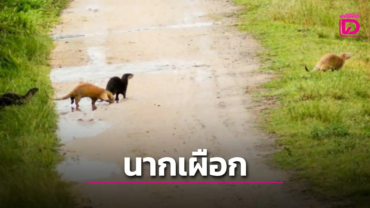 อุดมสมบูรณ์! เปิดภาพ ‘นากเผือก’ โผล่โชว์ตัวสถานเพาะเลี้ยงสัตว์ป่าห้วยขาแข้ง