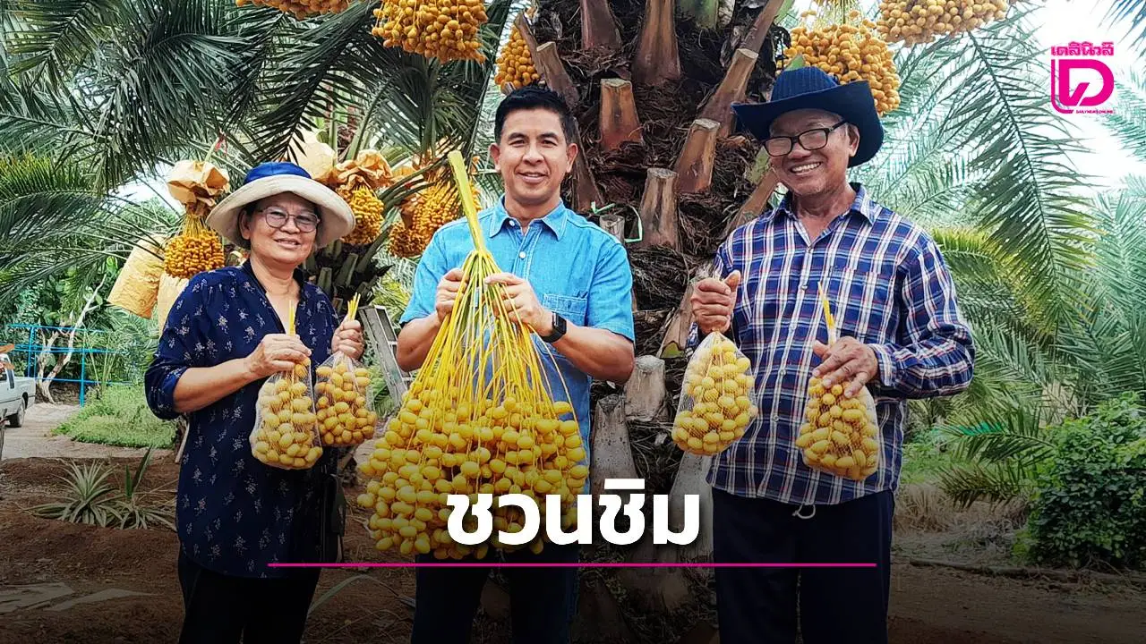 ชวนชิมอินทผลัมสวนบุปผาพรรณ เขาใหญ่ลูกโต หวานกรอบ เสริมสร้างรายได้เกษตรกรชาวสวน