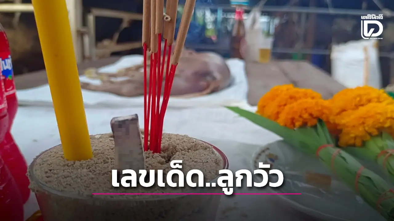 ส่องเลขเด็ด! ลูกวัวประหลาด 2 หัว 4 ตา เจ้าของเชื่อเกิดมาให้โชคตั้งชื่อ 'ใบบุญ'