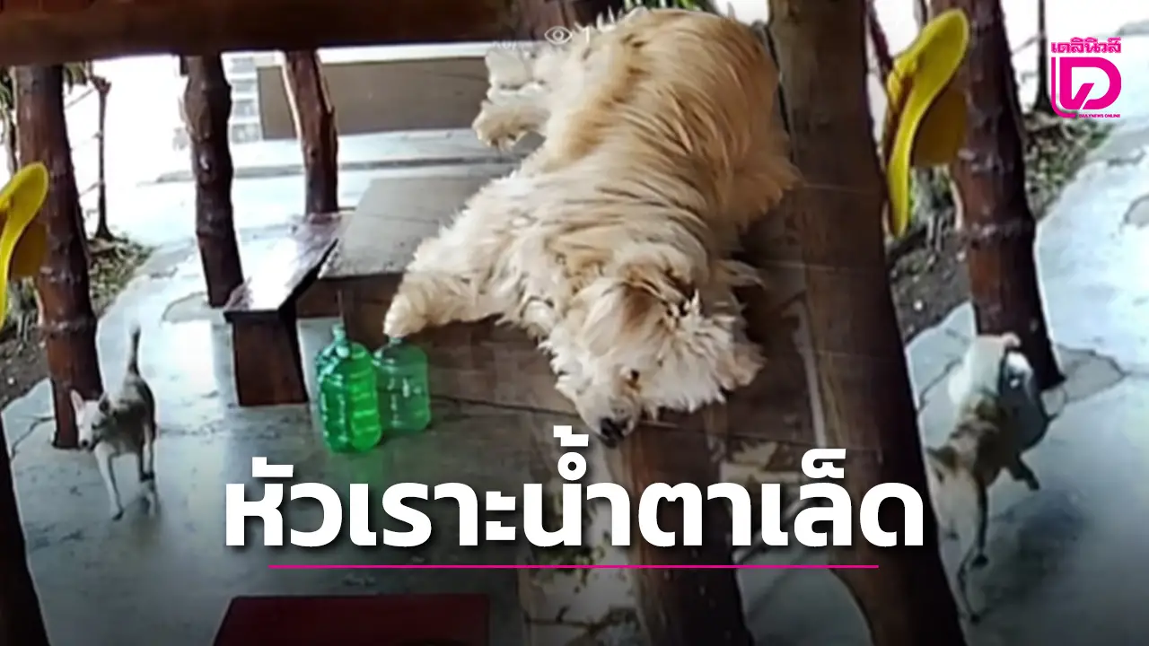 หมาตัวป่วนคาบหม้อหุงข้าวหนี งานนี้ทำชาวเน็ตหัวเราะน้ำตาเล็ด