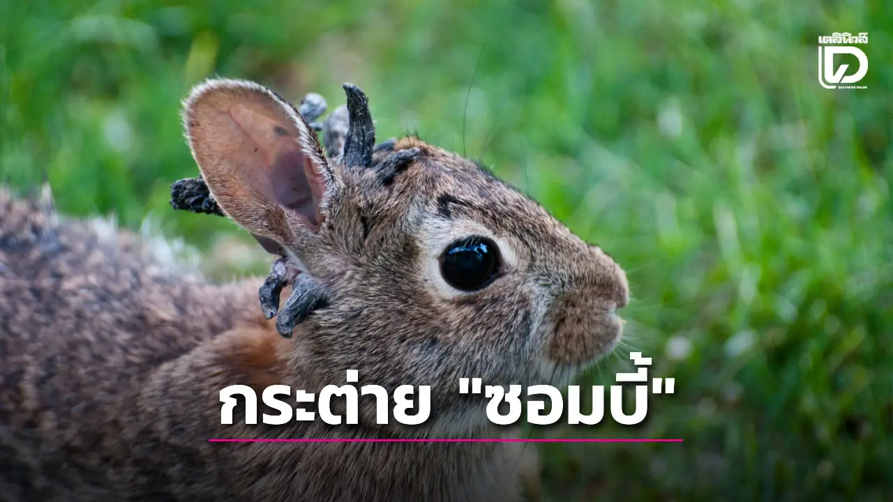ชาวบ้านแตกตื่น 'กระต่ายซอมบี้' โผล่ ผู้เชี่ยวชาญชี้ เกิดจากไวรัส