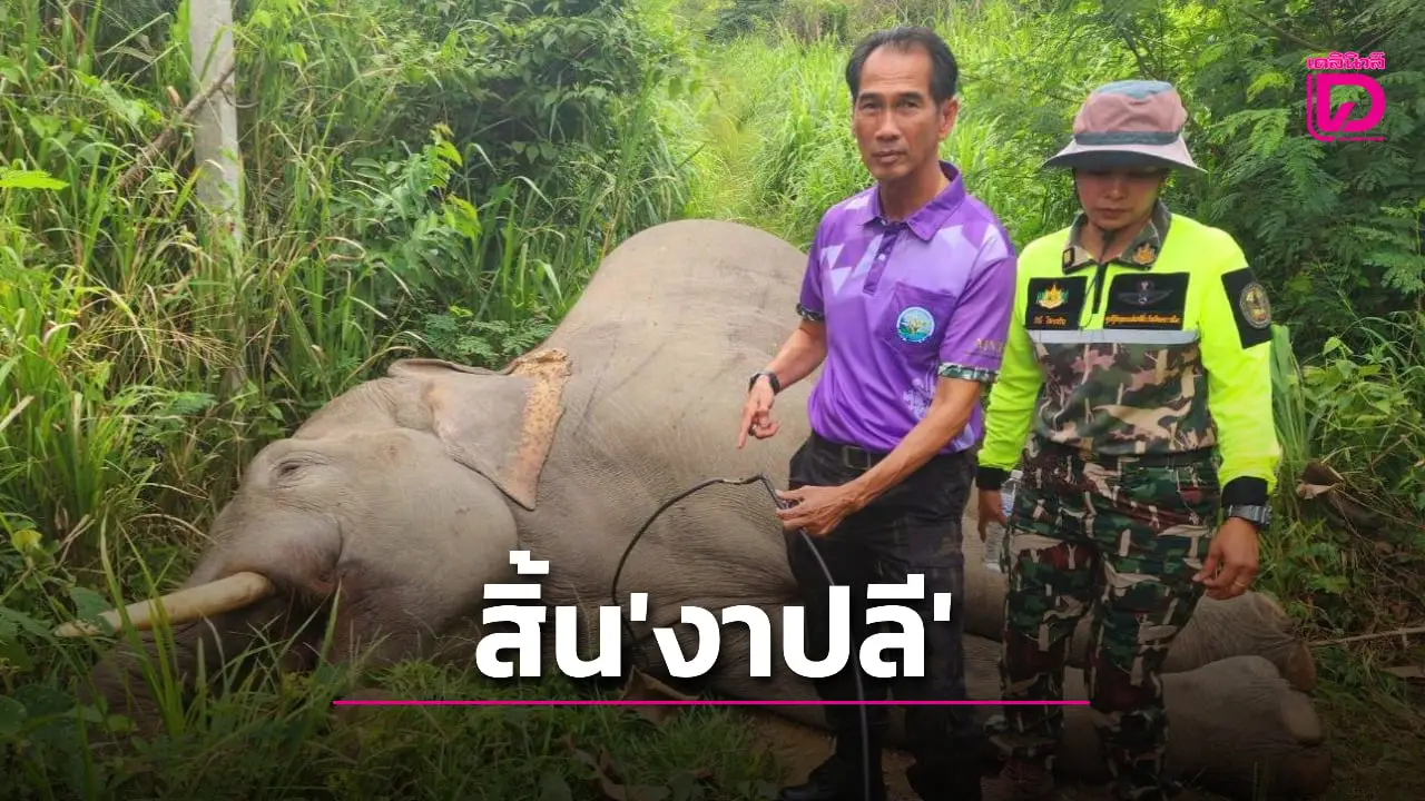 เศร้าสลด! ‘พลายขุนศึก’ ช้างป่าเขาใหญ่ ออกหากินถูกไฟฟ้าดูดตายคาไร่