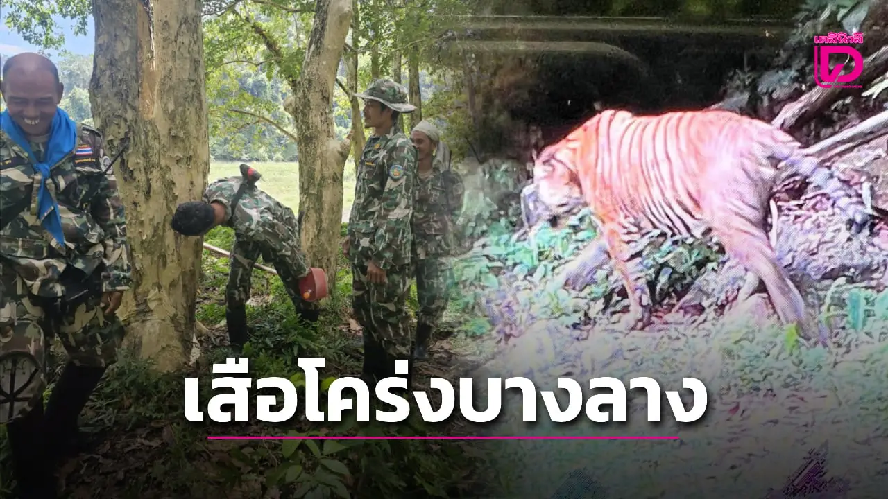บุกป่าพิสูจน์ยืนยันมี ‘เสือโคร่งมลายู’ ประจำถิ่นอุทยานแห่งชาติบางลาง