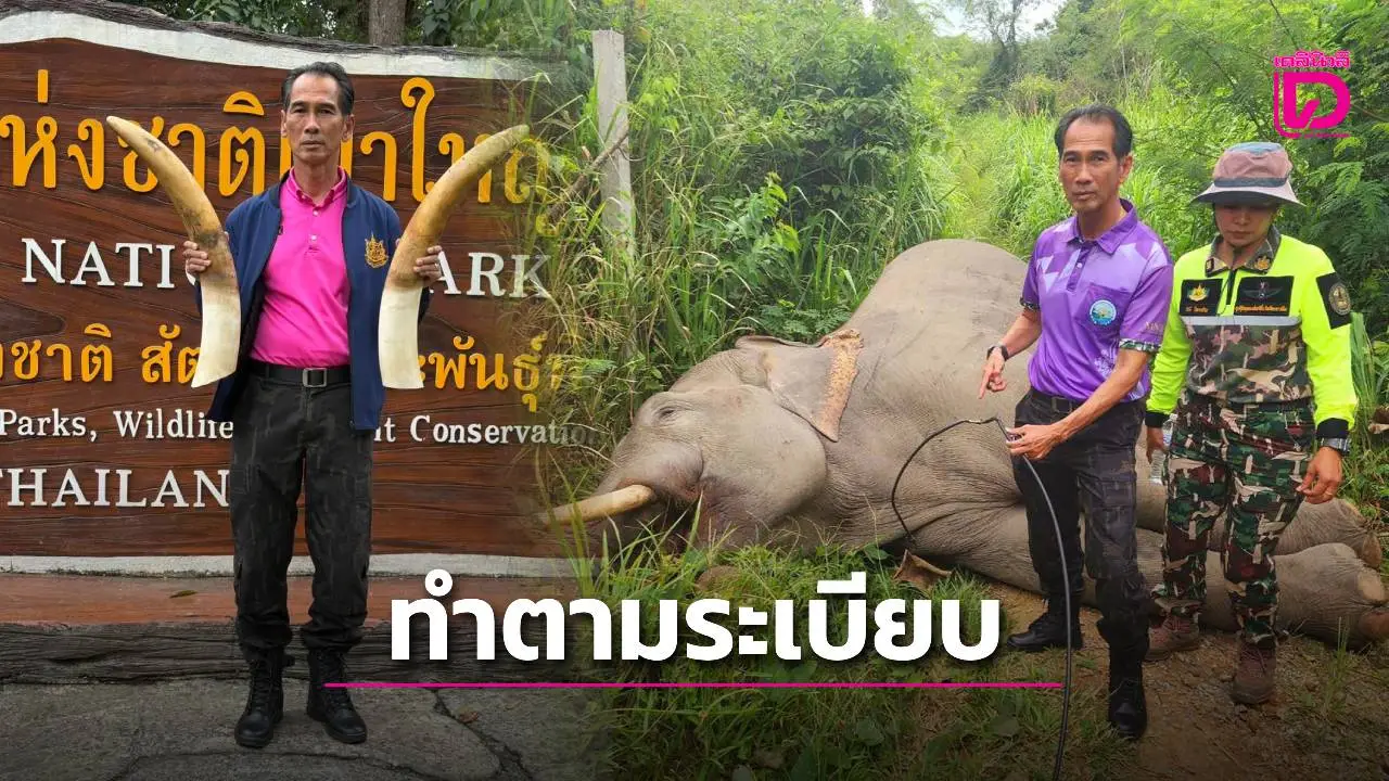หน.เขาใหญ่แจงเหตุไฟช็อต ‘พลายขุนศึก’ ยันจัดการตามระเบียบ-ถอดงาทำประวัติ