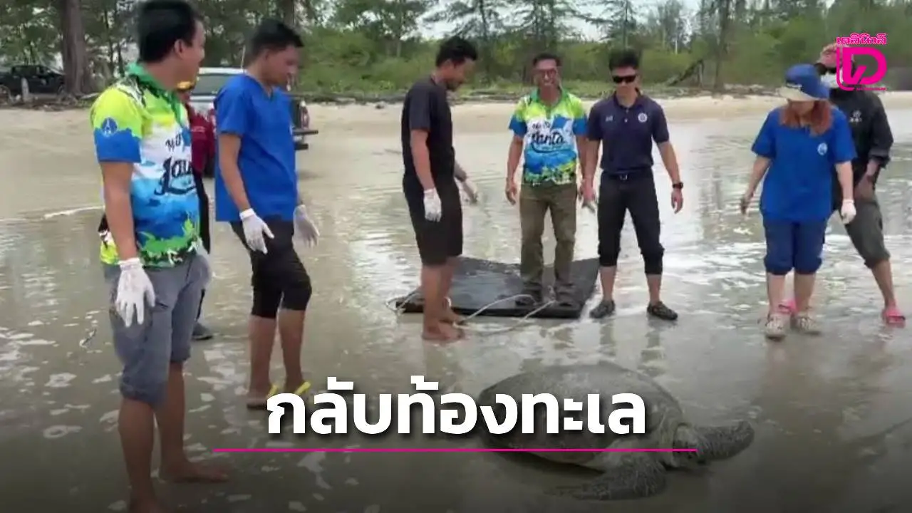 ใจฟู! ‘ป้าสอด’ เต่าตนุหายป่วยแล้ว ส่งกลับบ้านสู่ท้องทะเลลันตา กระบี่