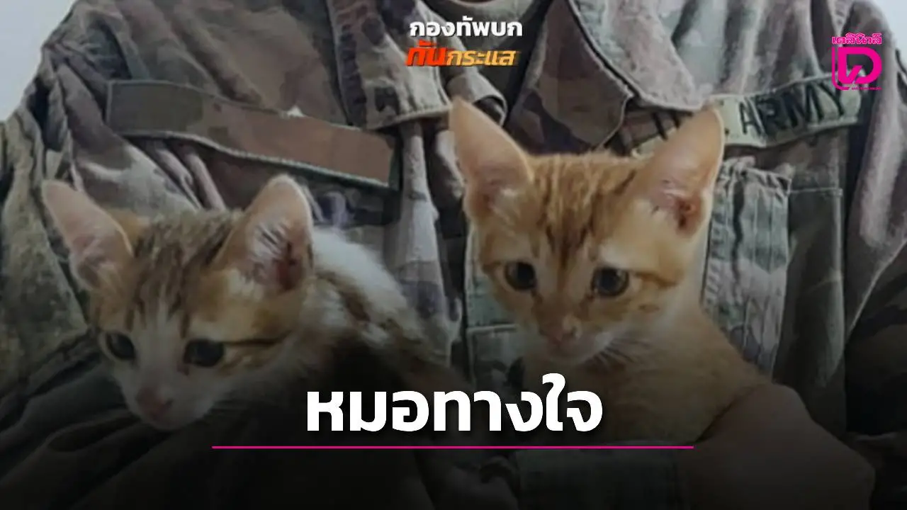 ทุบกำแพงความเดียวดาย! 'แมว' สัตว์แพทย์ประจำใจ เป็นเพื่อนบำบัดช่วยทหารผ่านศึกสู้ PTSD