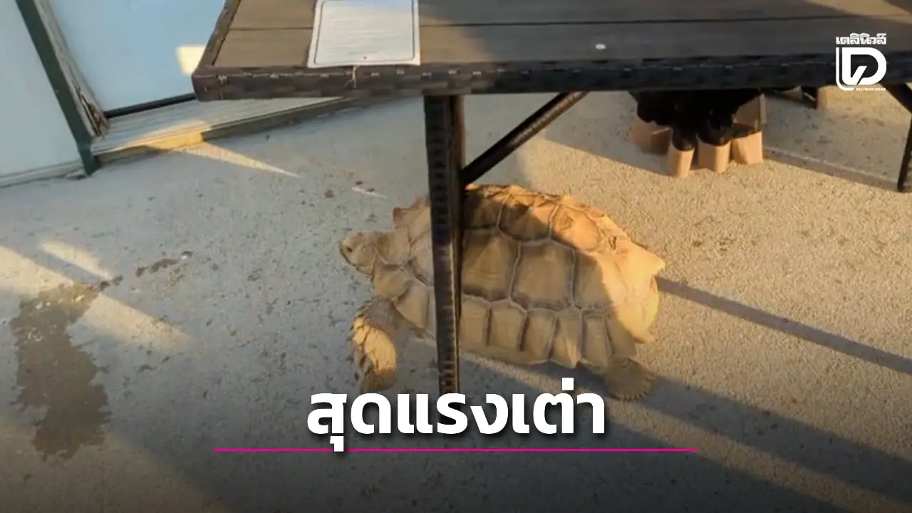 ไม่ให้กิน! เจ้าของเผยคลิปสุดฮา เมื่อเต่าที่เลี้ยงไว้คลานหนีพร้อมลากโต๊ะอาหารติดกระดองไปด้วย