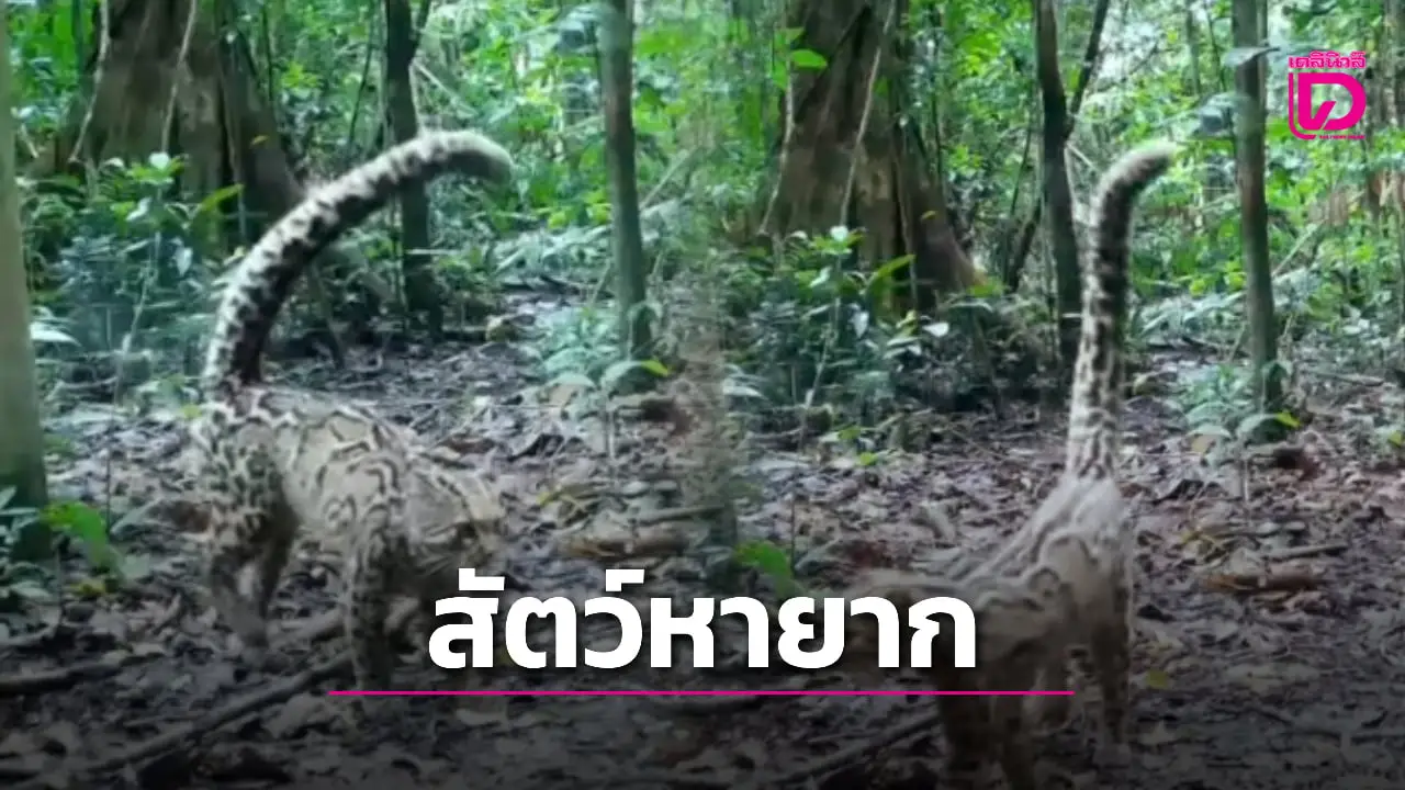ไม่บ่อยนัก! ‘แมวลายหินอ่อน’ สัตว์ป่าสงวนหายาก โผล่อวดโฉมอุทยานแห่งชาติเขาใหญ่