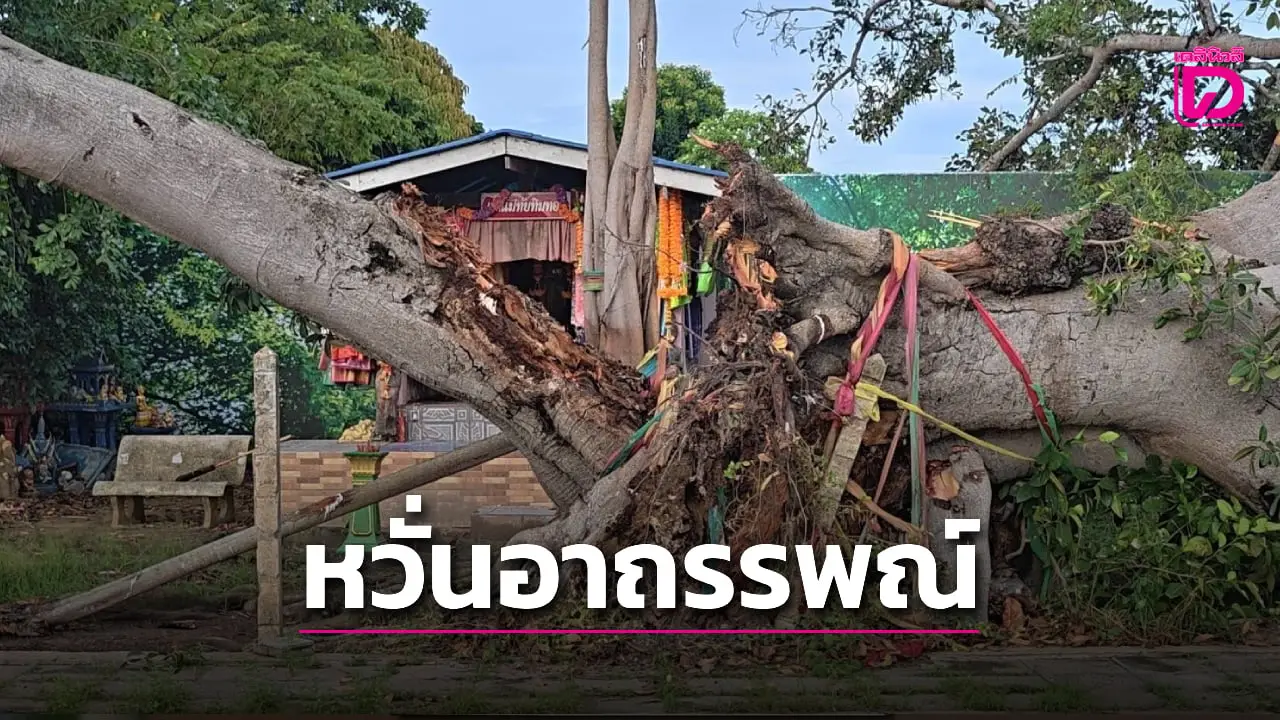 ผวา! ต้นไม้ยักษ์หน้า ‘ศาลเจ้าแม่ทับทิมทอง’ โค่น หวั่นอาถรรพณ์เกิดอาเพศ