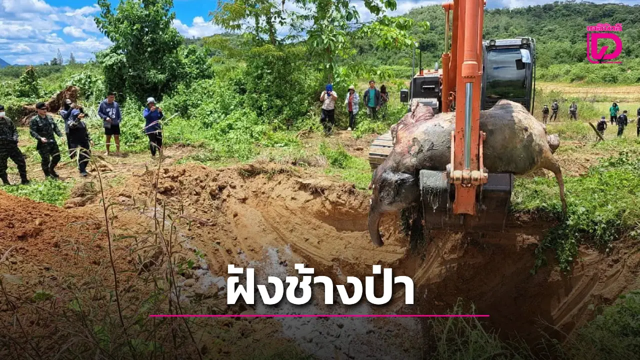เร่งฝังซากช้างป่าแก่งกระจาน หลังพบตายริมอ่างเก็บน้ำเสาร์ห้า