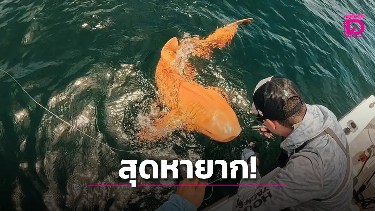ฮือฮา! ฉลามยักษ์สีส้มทอง หายากสุดในโลก ผสานสองภาวะผิดปกติในตัวเดียว