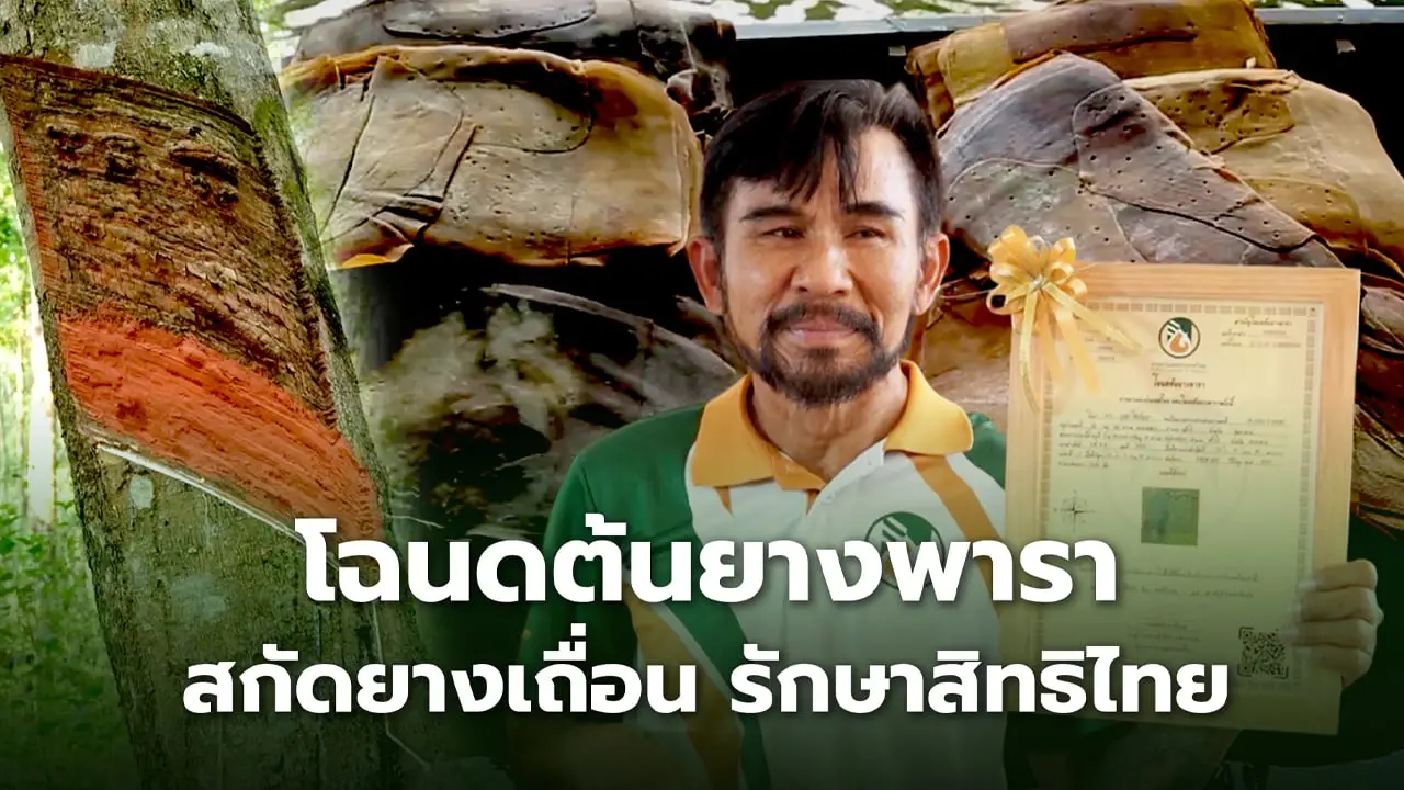 'โฉนดต้นยาง' เครื่องมือปราบ ยางเถื่อน ช่วยเกษตรไทย