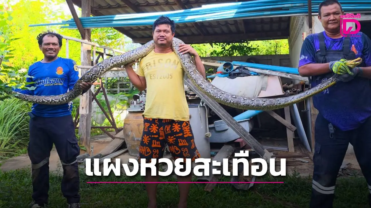 โค้งสุดท้าย! แผงหวยสั่นสะเทือน แจกเลขงูเหลือมยักษ์เลื้อยเข้าบ้านตัวที่ 6