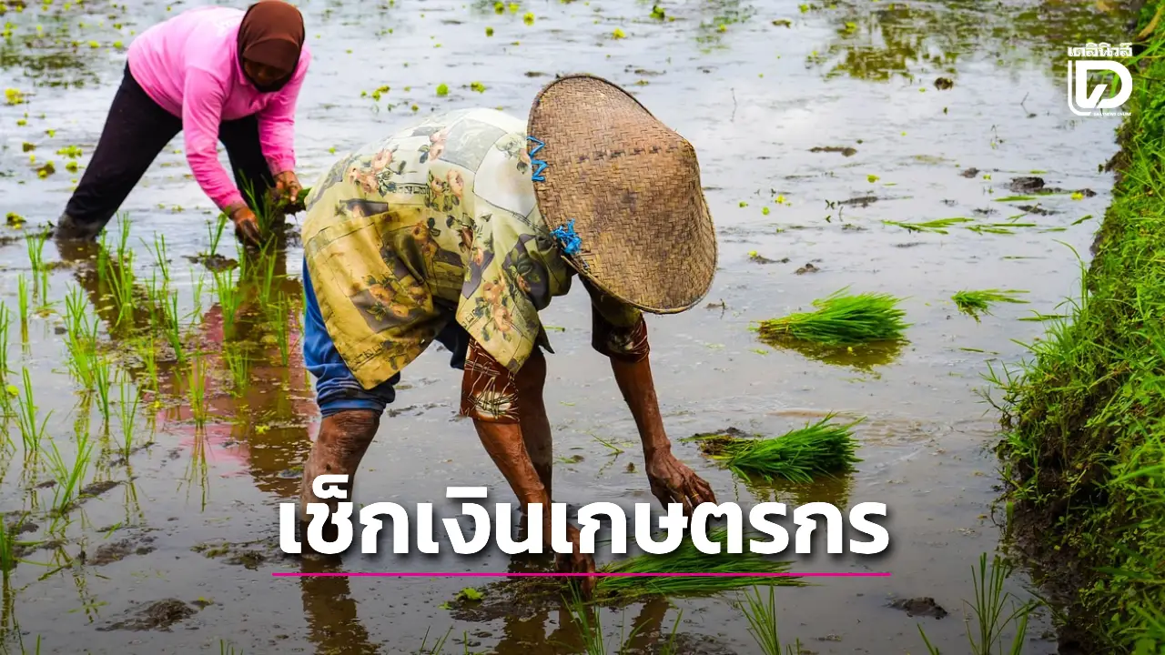 เช็คเงินเกษตรกร 2568 ไร่ละพันเงินเข้าวันไหน? จำนำยุ้งฉาง-สินเชื่อ อีก 5 หมื่นล้าน มีเงื่อนไขอะไรบ้าง