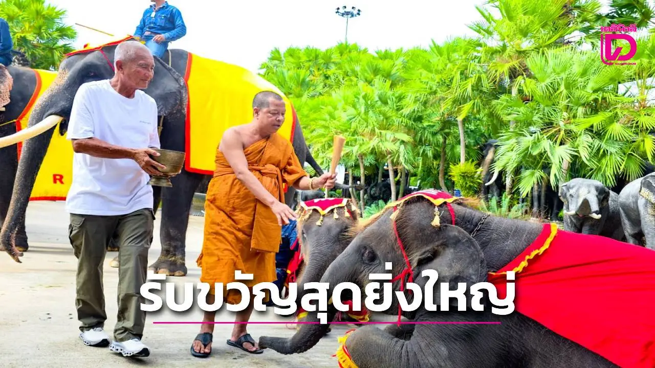 แม่ช้างสวนนงนุชพัทยาเบ่งท้องตกลูกเชือกที่ 5 รับขวัญสุดยิ่งใหญ่