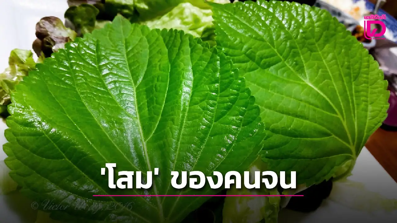 ทำความรู้จัก ‘ใบงา-โสมของคนจน’ สมุนไพรคู่บ้าน ที่หลายคนมองข้าม