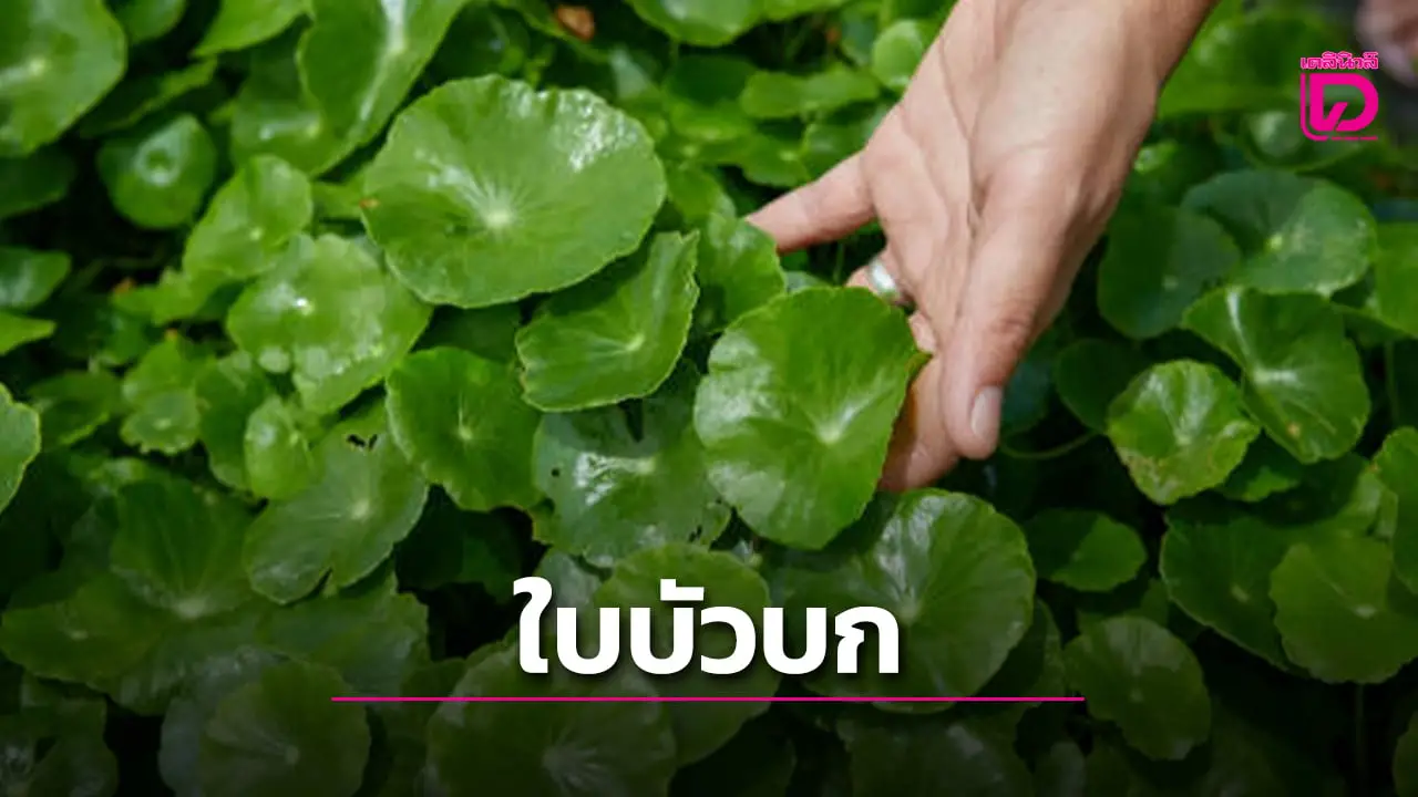 ‘ใบบัวบก’ ไม่ใช่แค่แก้ช้ำใน ลดเสี่ยงอัลไซเมอร์