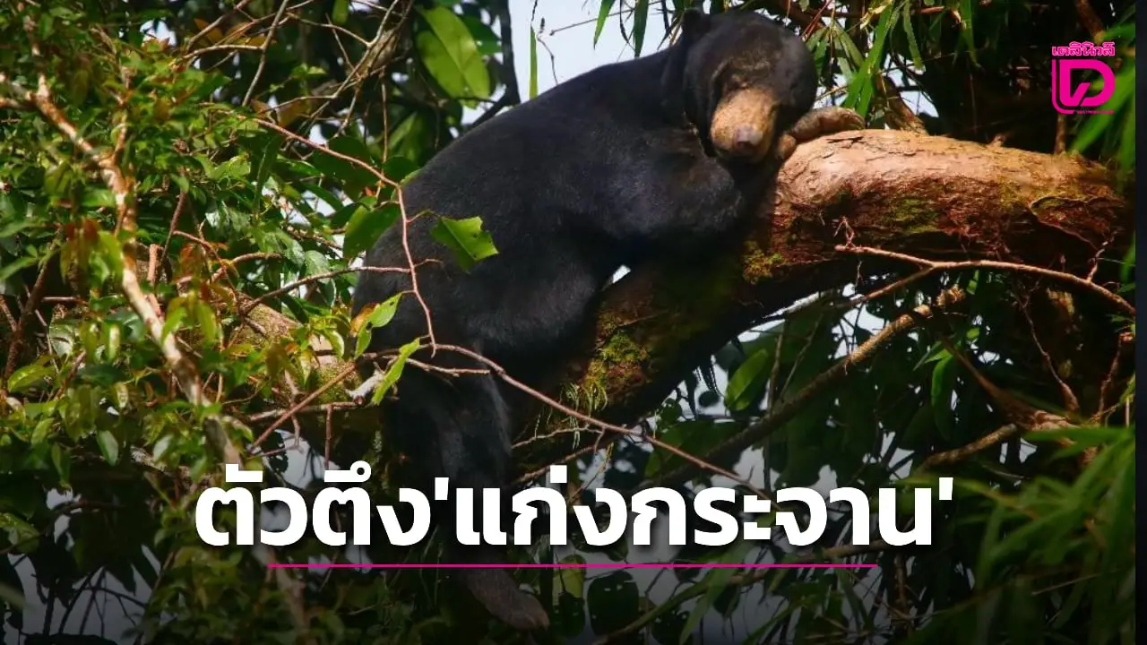 น่ารัก ‘น้องทุเรียน’ หมีหมาแก่งกระจาน นอนเหงาใจบนกิ่งไม้ ยามพะเนินทุ่งปิด