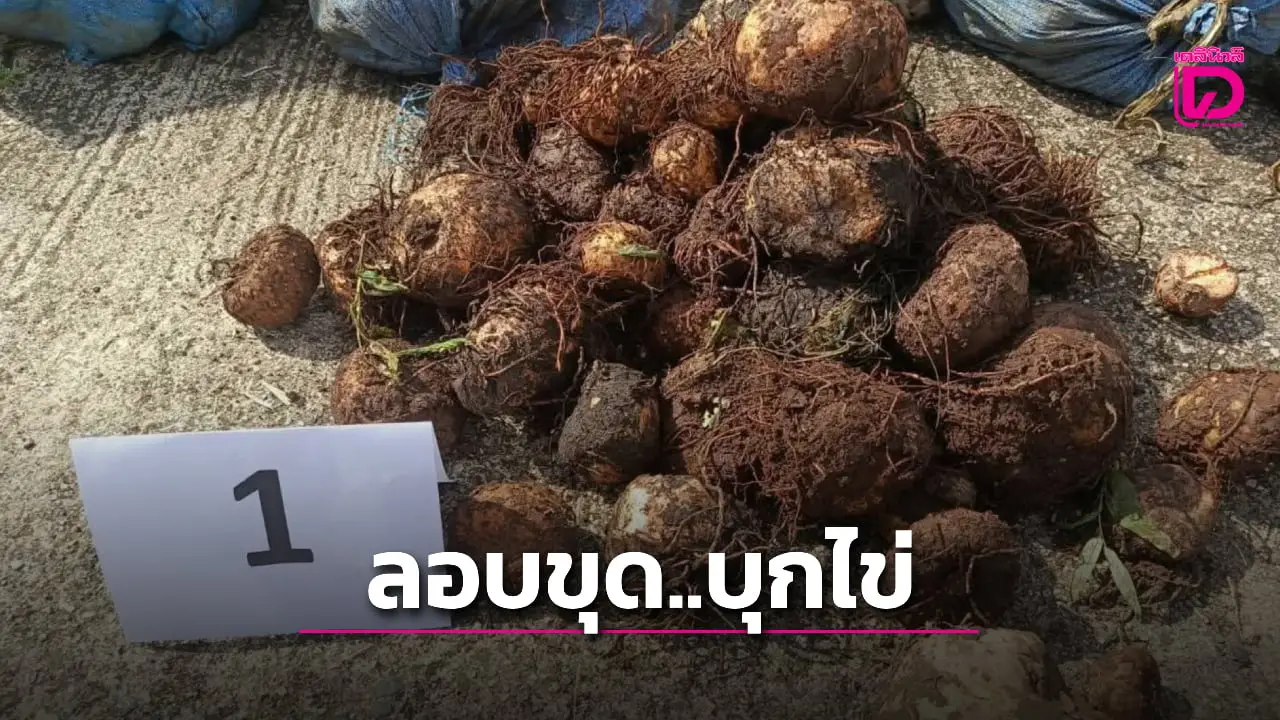 รวบ 2 หนุ่มพม่าลักลอบขุด ‘บุกไข่’ 200 กิโลกรัม ในเขตรักษาพันธุ์สัตว์ป่าอุ้มผาง-ตาก