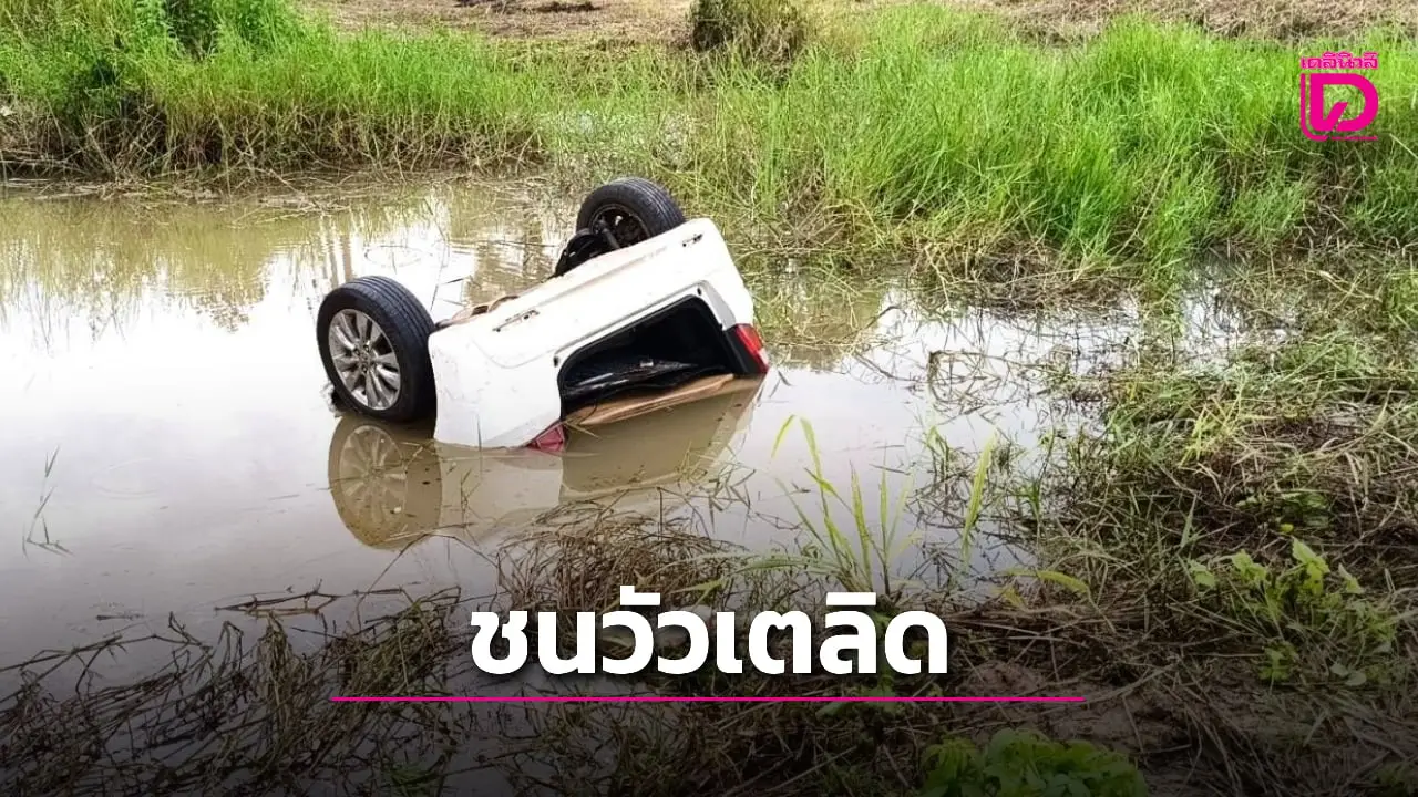 เจ้าของปล่อยวัวมั่ว! วิ่งเตลิดขึ้นถนน สลด ‘ผัว-เมีย’ ขับเก๋งพลาดชนตกแอ่งน้ำดับคู่